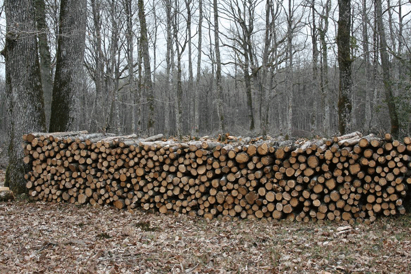 Der Wald von Larçy